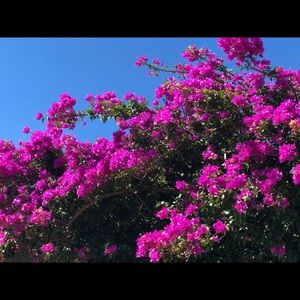 Meet your Posher, Irene